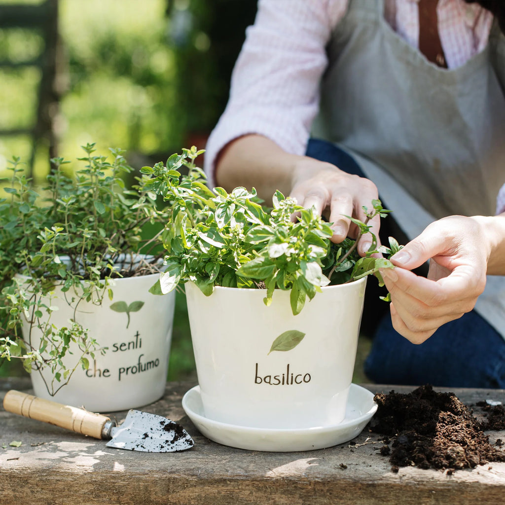 Vaso Basilico con sottovaso