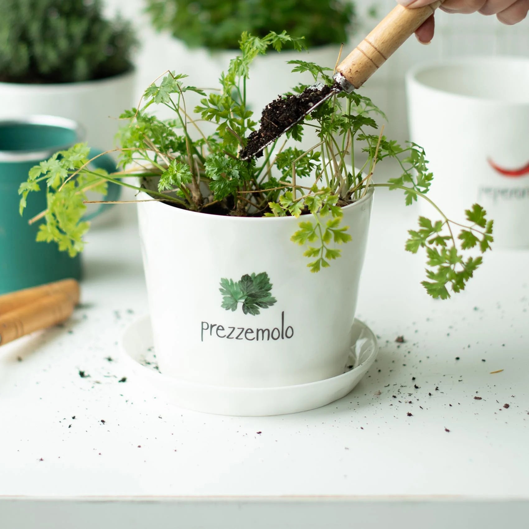 Vaso Prezzemolo con sottovaso