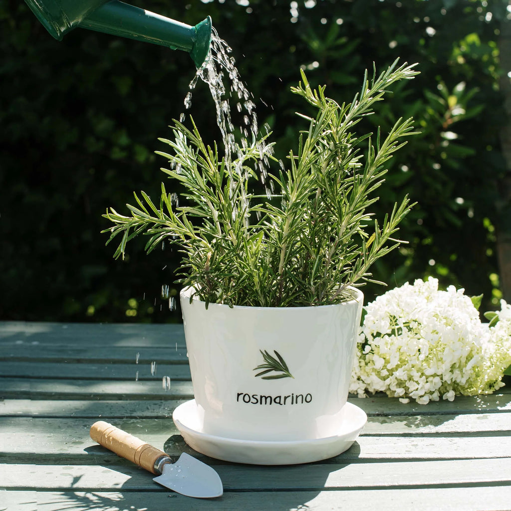 Vaso Rosmarino con sottovaso