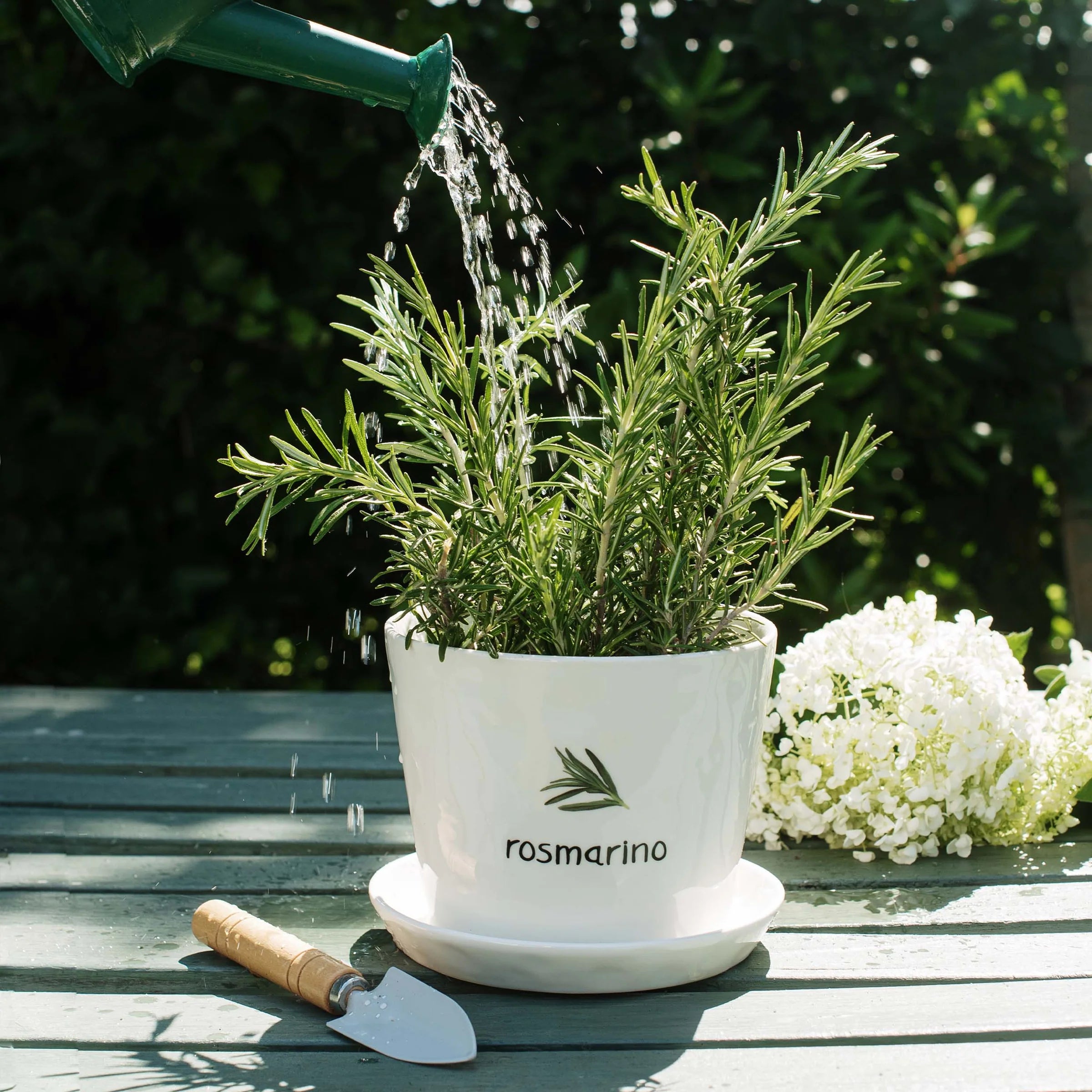 Vaso Rosmarino con sottovaso