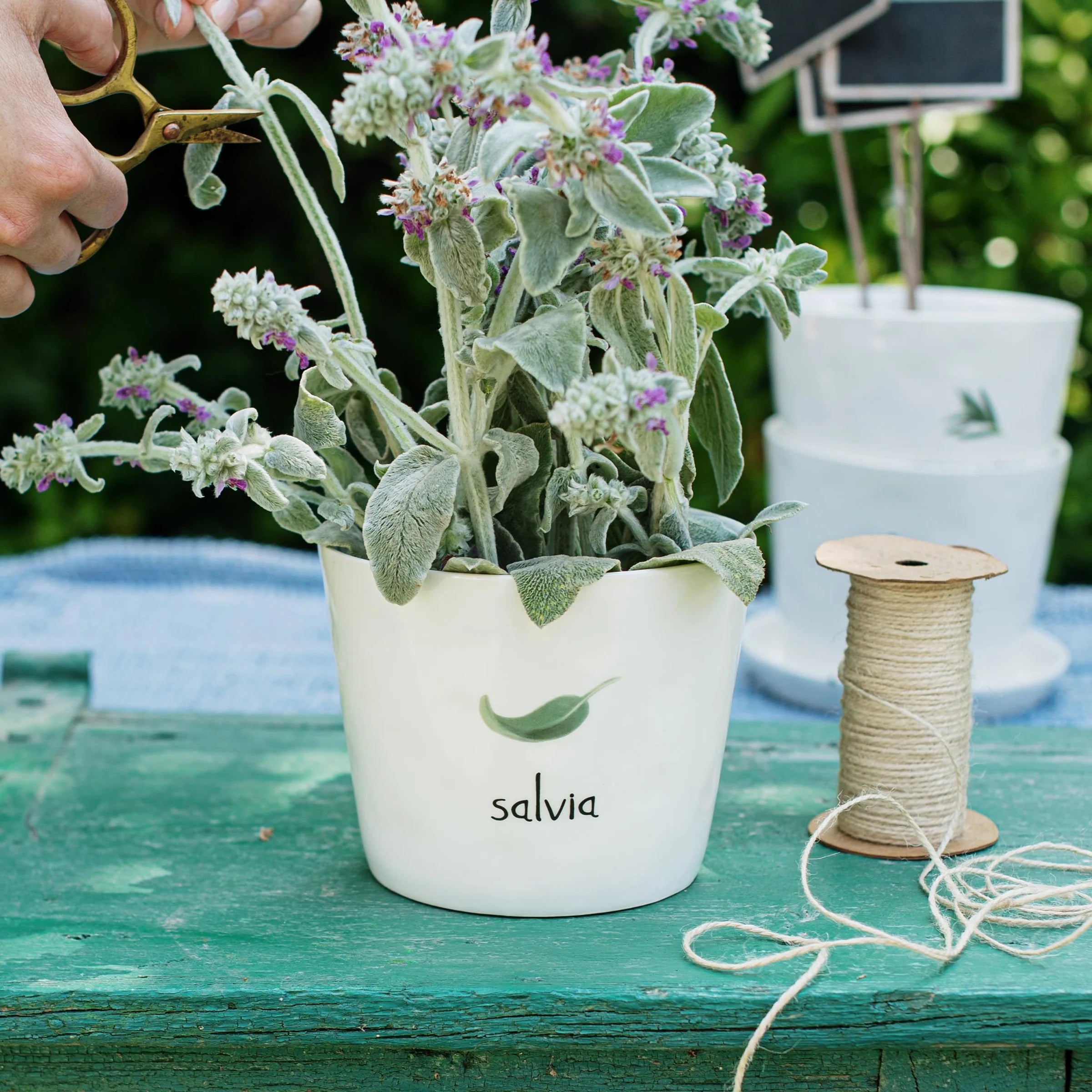 Vaso Salvia con sottovaso